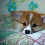 Reddybook: Revolutionizing Digital Publishing & Community Engagement in India