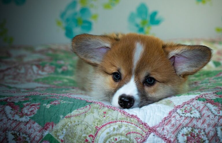 Reddybook: Revolutionizing Digital Publishing & Community Engagement in India